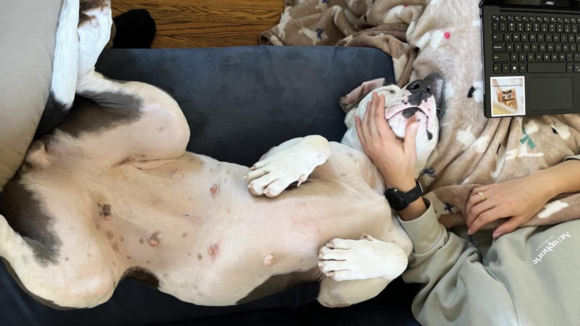 Rain the dog lying on a couch upside-down next to a person petting her and working on a laptop