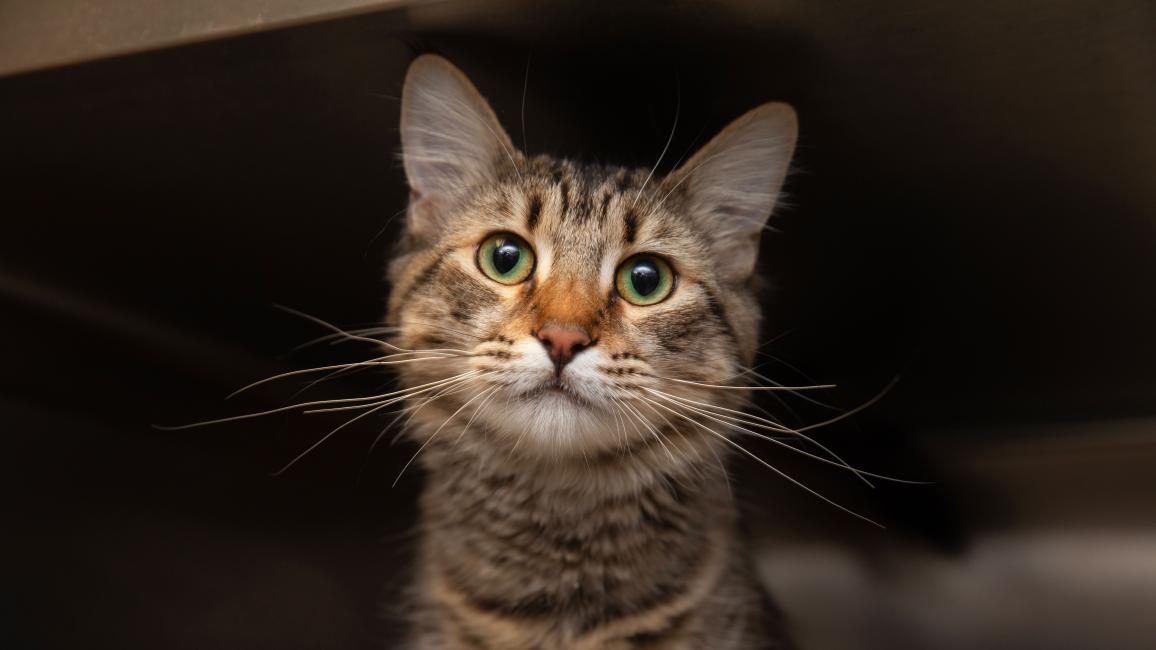 Brown tabby cat in a dark kennel