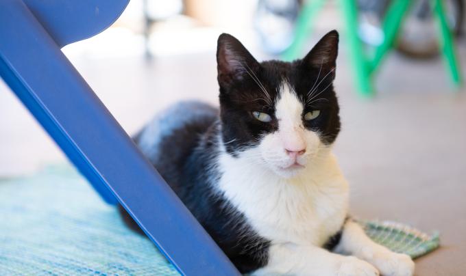 Ranger the cat lying on a mat beside the leg of a blue plastic chair