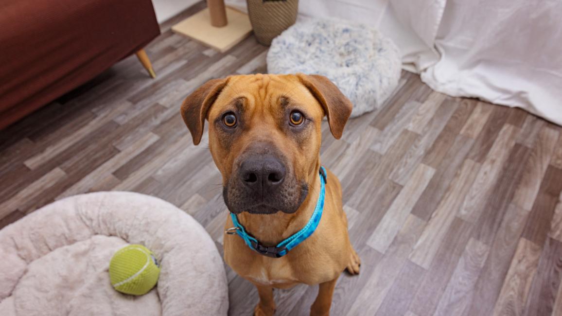 Brown dog in a home setting next to a dog bed with a ball in it