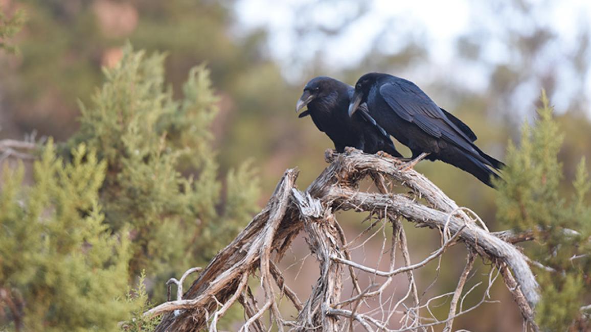 Two ravens perched together on a branch