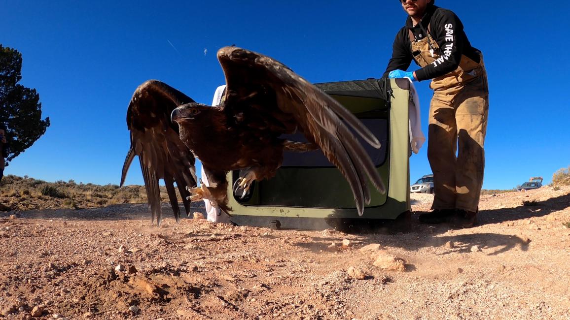 The golden eagle being released from the carrier outside by a person after rehabilitation