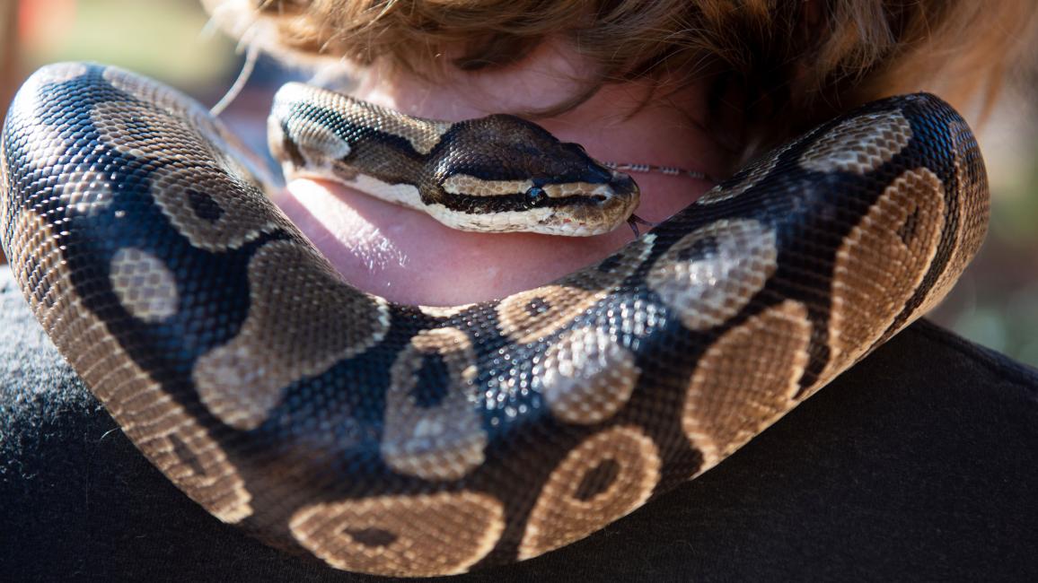 Boba the snake on the back of Brianna's neck