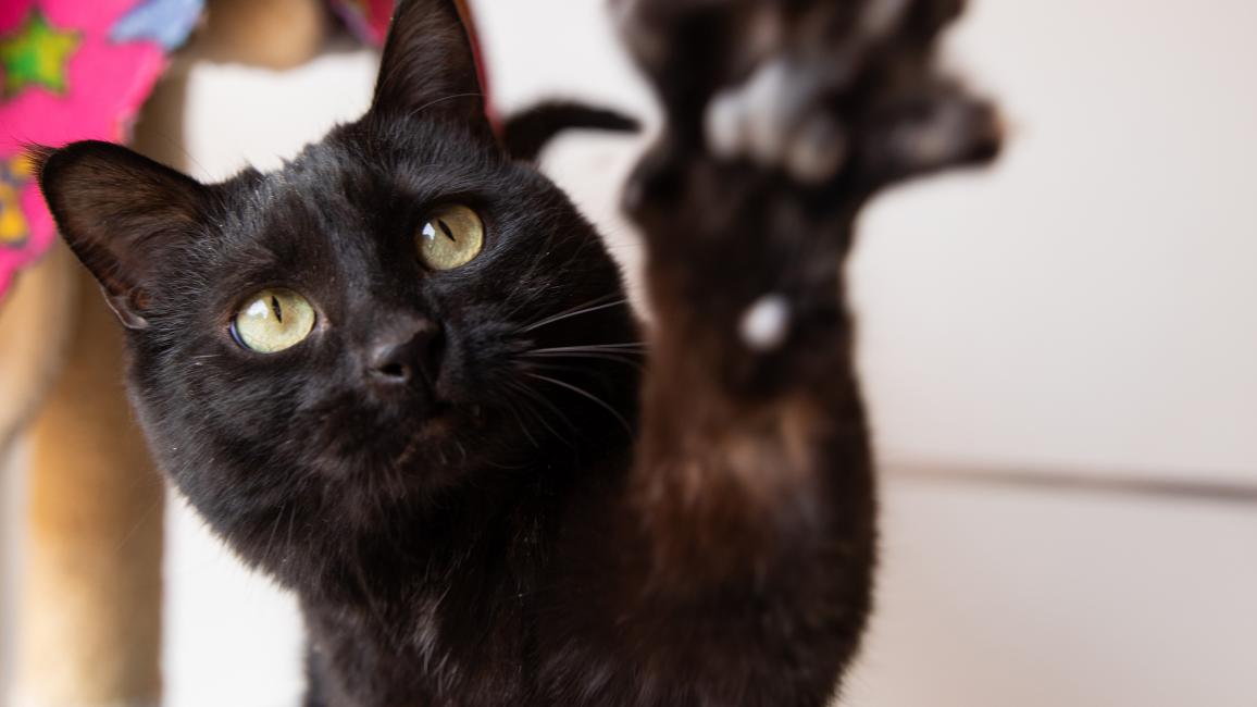 Jako the cat with his paw up