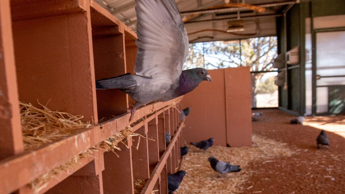Pigeon flying out of box and other pigeons scattered around enclosure