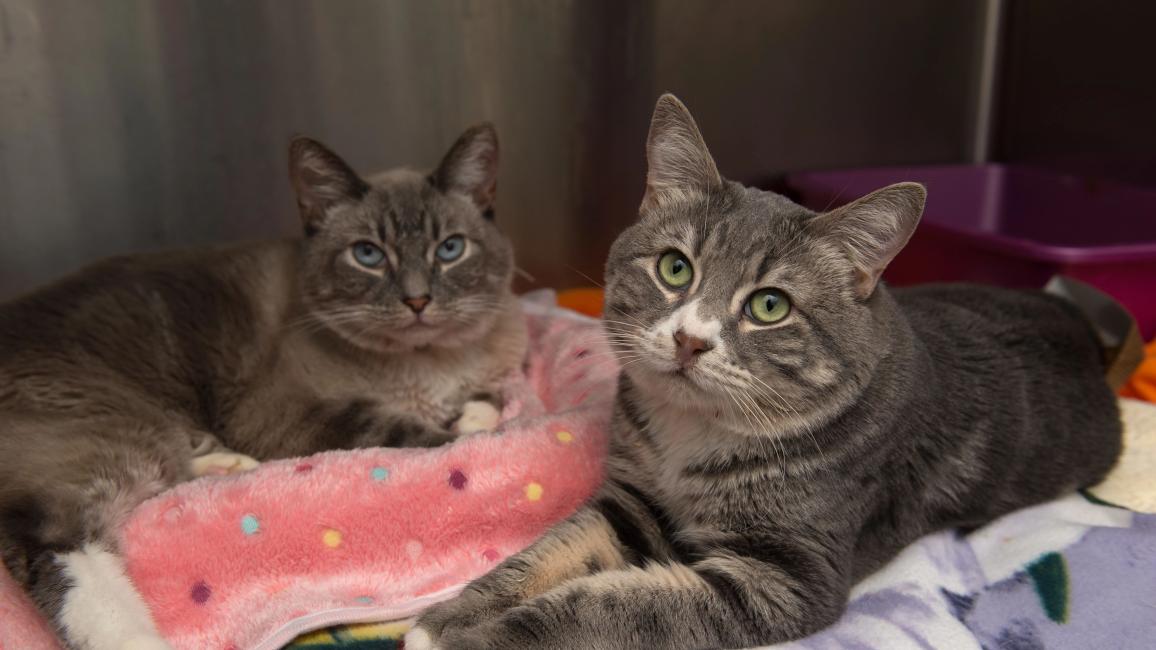 Rhett and Alfie the cats together in a kennel on some blankets