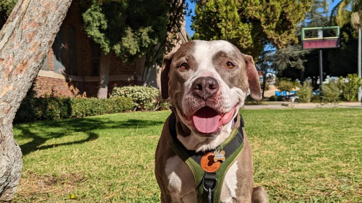 Rico the dog, sitting outside and smiling