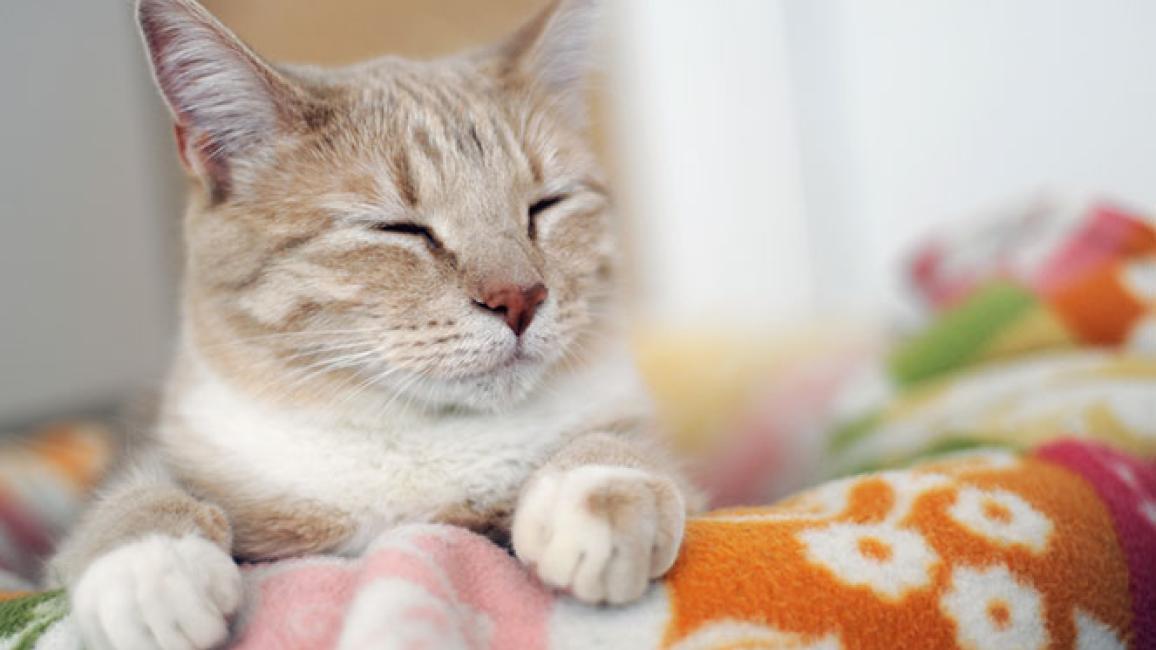 Debunking the myths of FIV