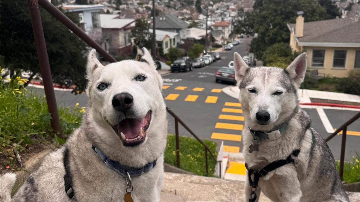 Rio and Mike the dogs outside on some steps