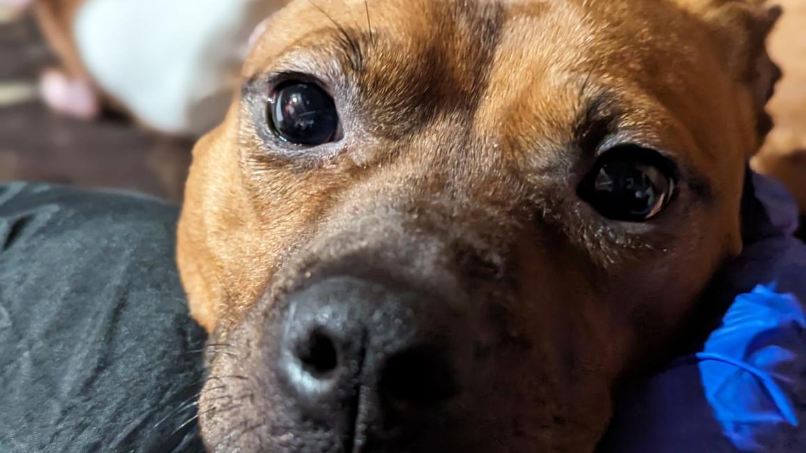 Pudding the dog with her chin over some items, looking up