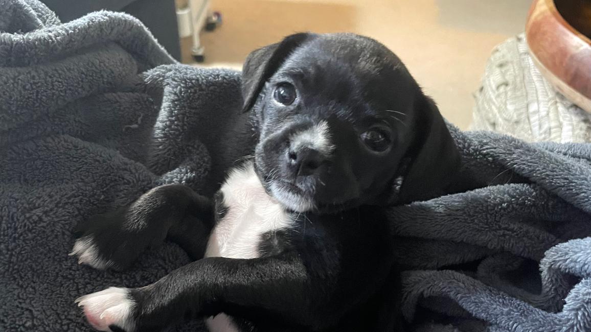 Rory the puppy lying on a blanket