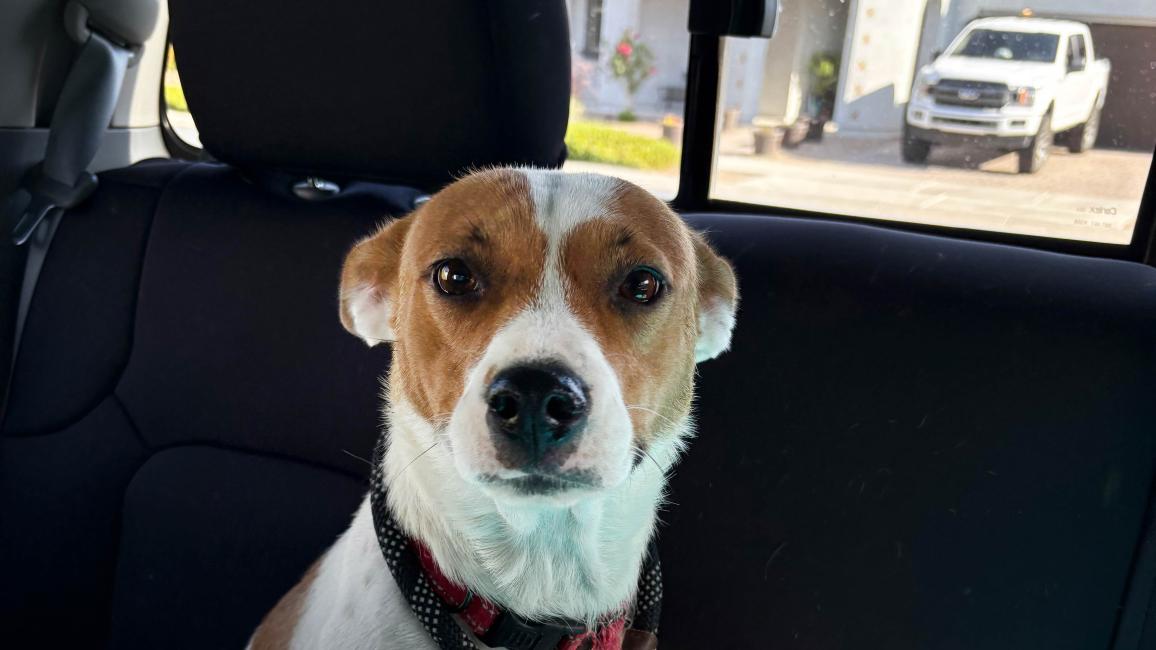 Rosie the dog in a vehicle