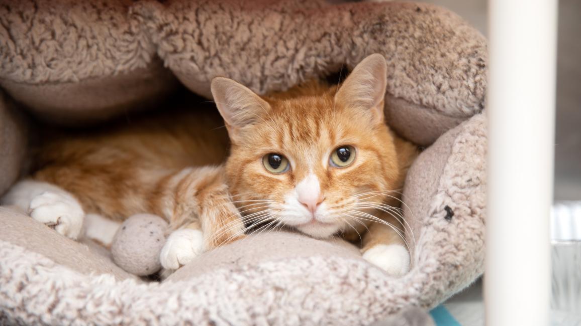 Orange and white cat snuggled in an enclosed bed