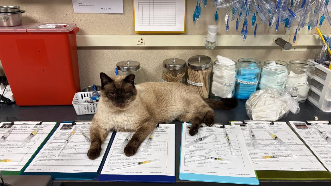 Roger the cat lying on paperwork in the clinic