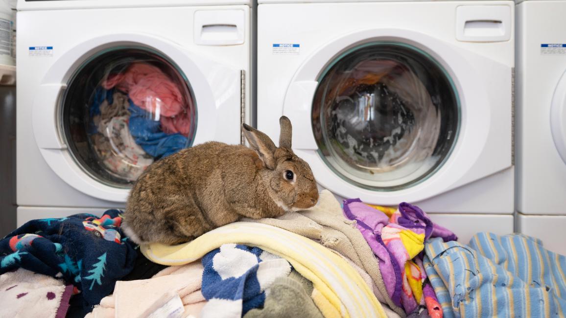Rabbit on pile of laundry in front of Speed Queen washing machines