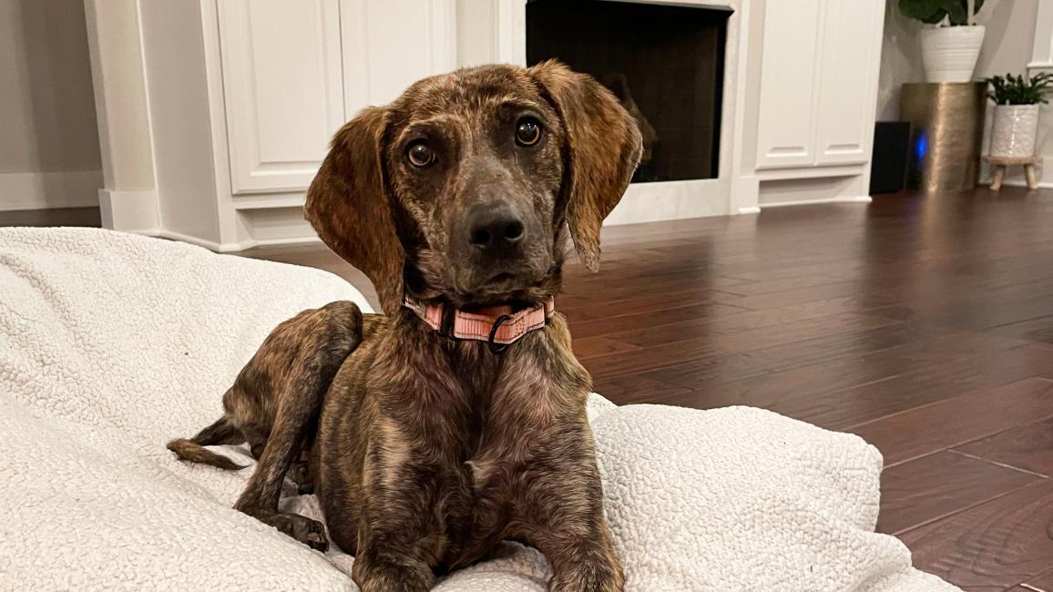 Sabine the dog in her foster home