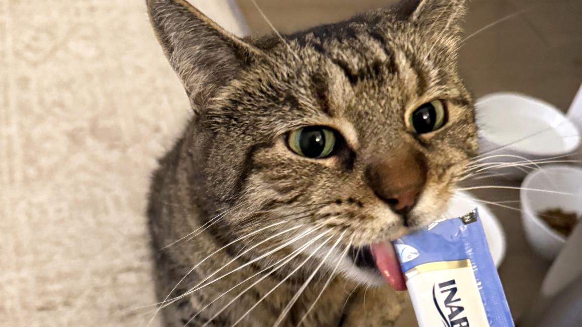 Salt Water Taffy the cat licking a treat from a lickable cat treat