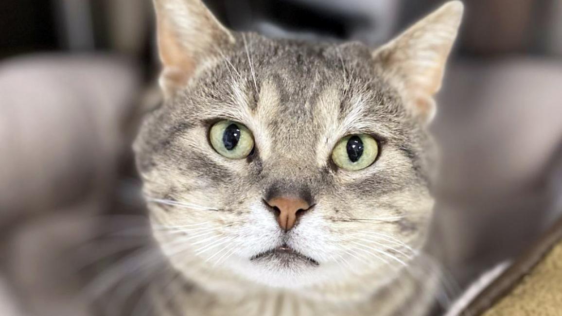 Sam the gray tabby cat lying in a cat bed