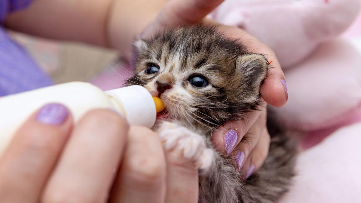 Neonatal kitten being fed with a bottle