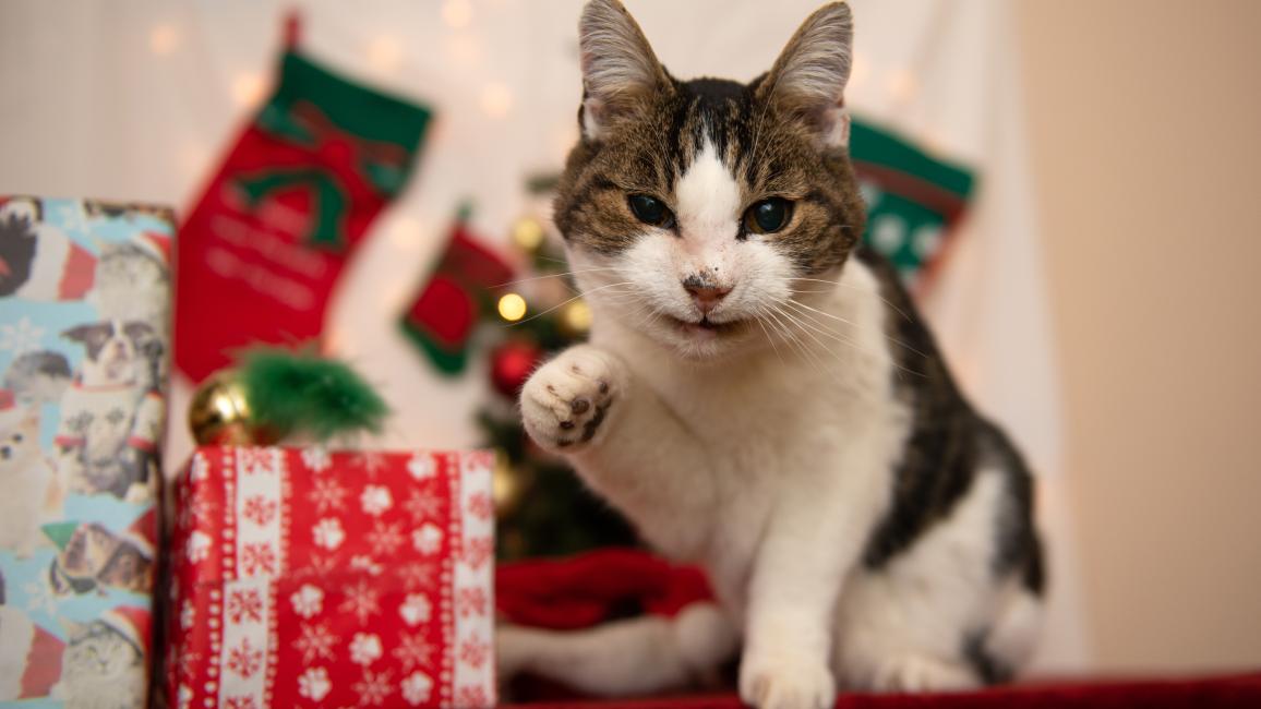 Cat with paw up surrounded by wrapped presents