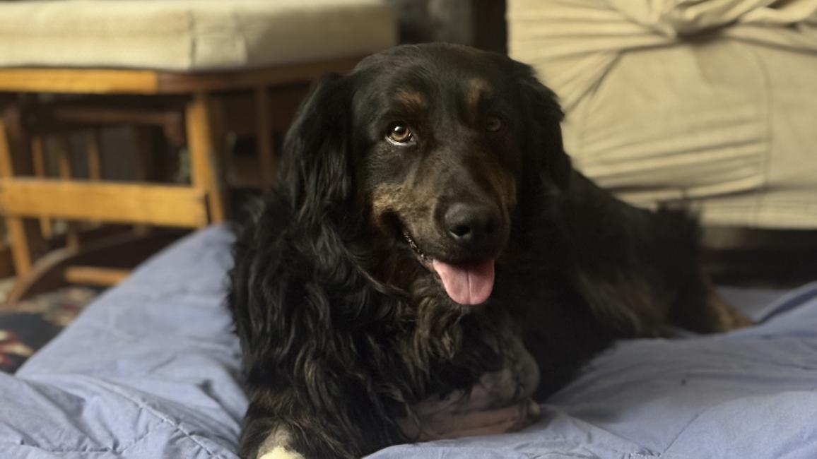 Tropper the dog lying on a dog bed
