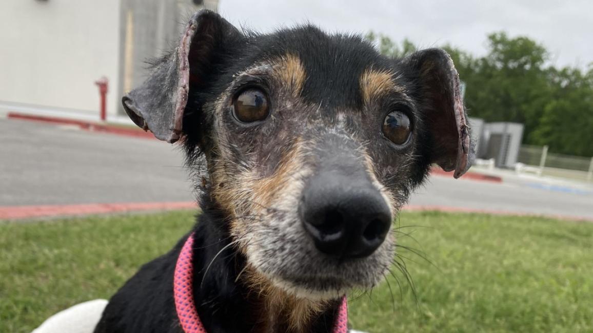 Sarge the dog outside on a leash in a dog bed