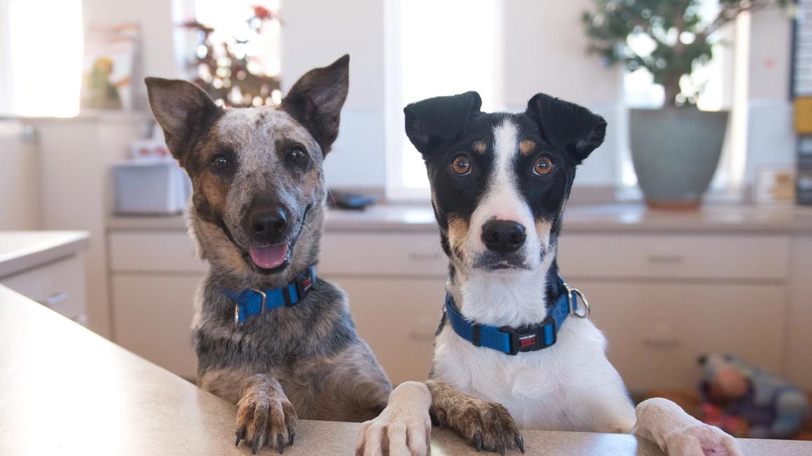 Sarita and Colette the dogs next to each other with their front paws up on a desk