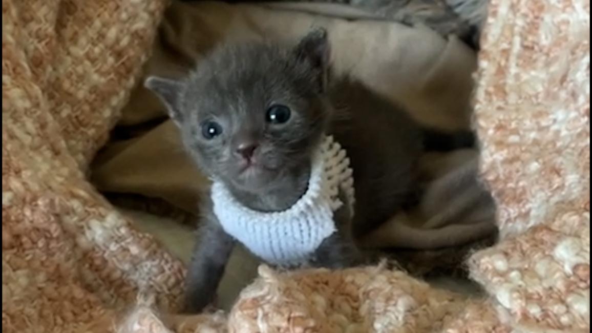 Scar the little gray kitten wearing a sweater