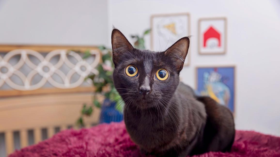 Black cat on a red blanket