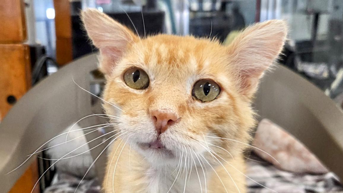 Spalding the orange tabby cat