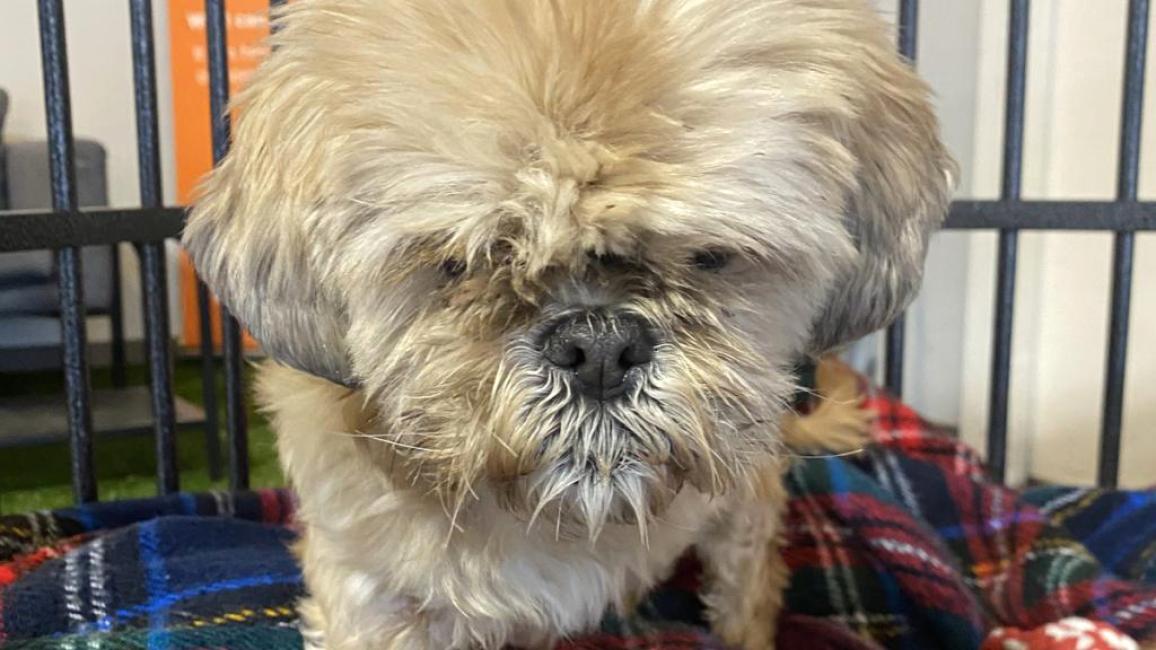 Roxy the senior Shih Tzu in a kennel