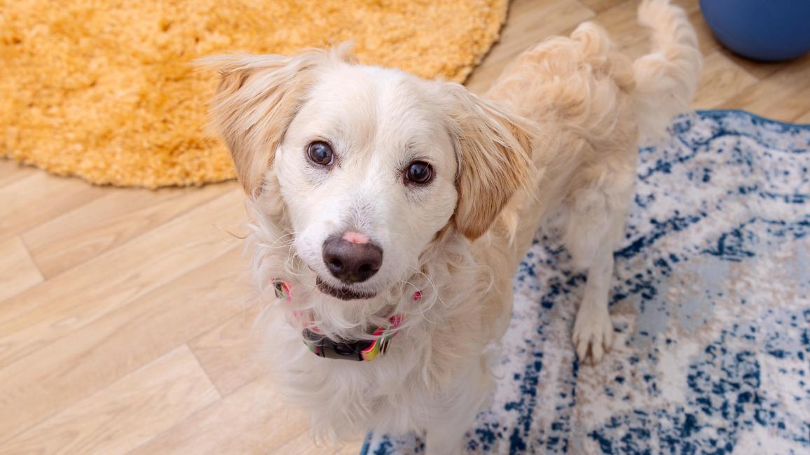 Blond retriever mix dog in a home environment