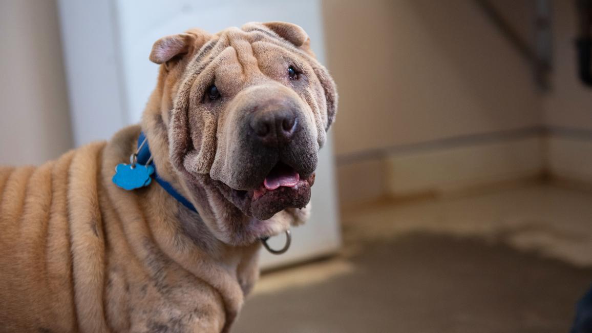 Fawkes the Shar-Pei dog wearing a tag on her collar