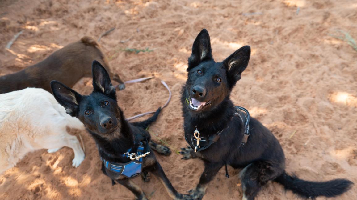 Shenzi and Bonsai the puppies sitting outside on some sand