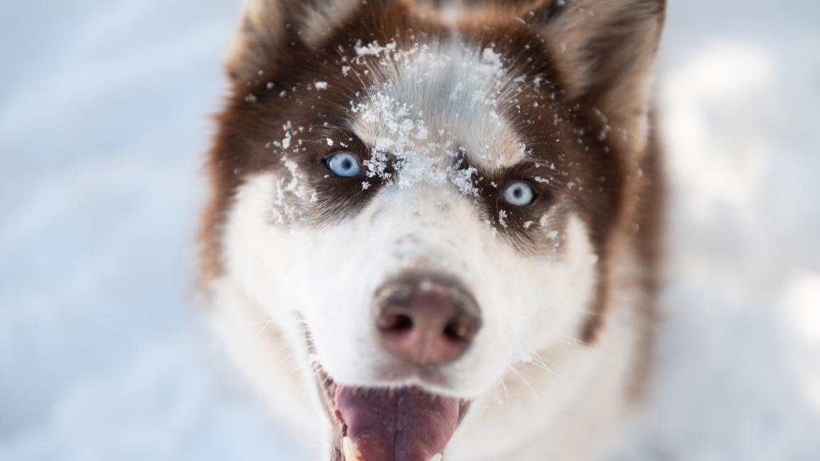Shiro the husky in the snow