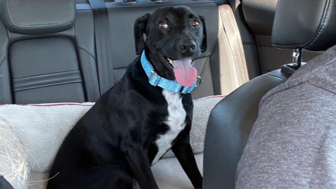 Kya the dog in the back seat of a vehicle