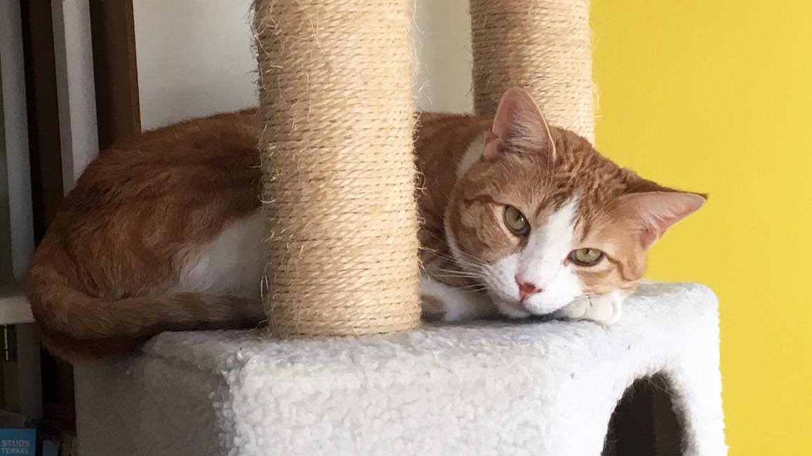 Willow the cat lying on a cat tree