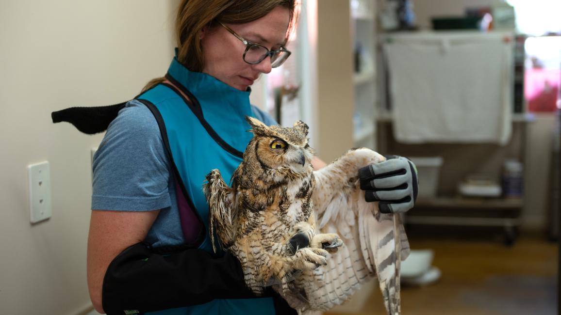 Person holding the great horned owl