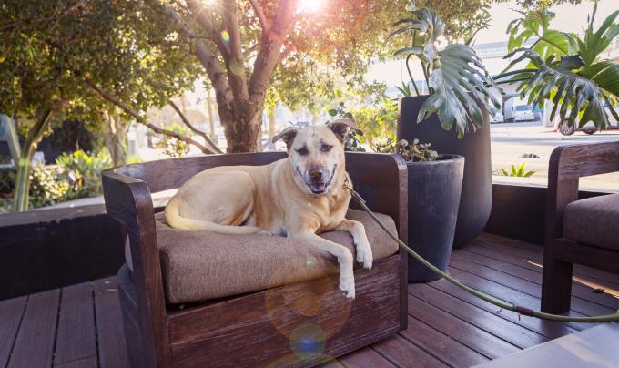 Dog lying on a chair outside on a deck