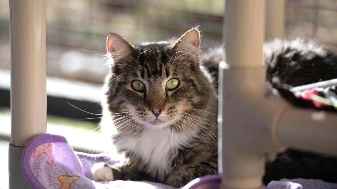 Sipho the cat lying on a cat bed