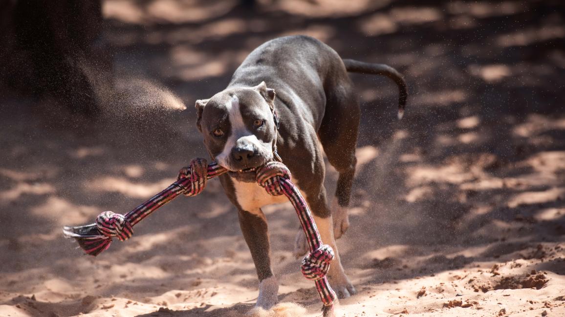Slim the dog running with a rope toy in his mouth