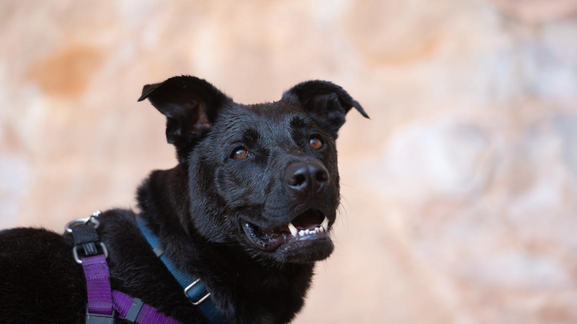 Cedar the dog with ears up, mouth open smiling and wearing a harness