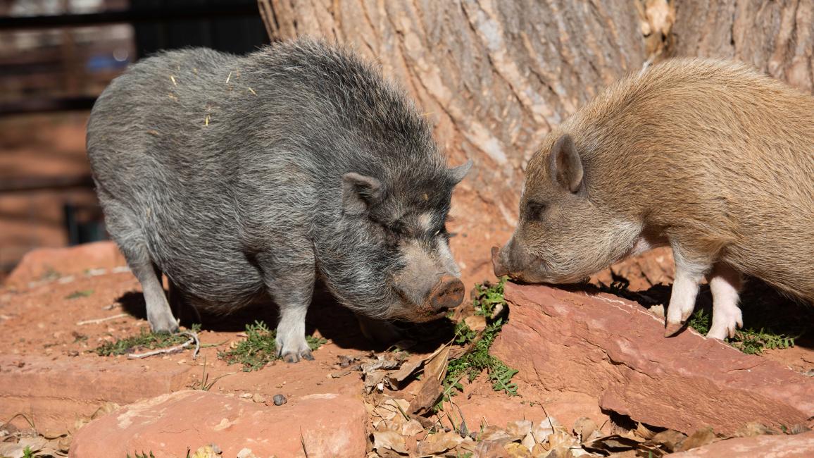 Smokey the pig being introduced to Peter, another pig