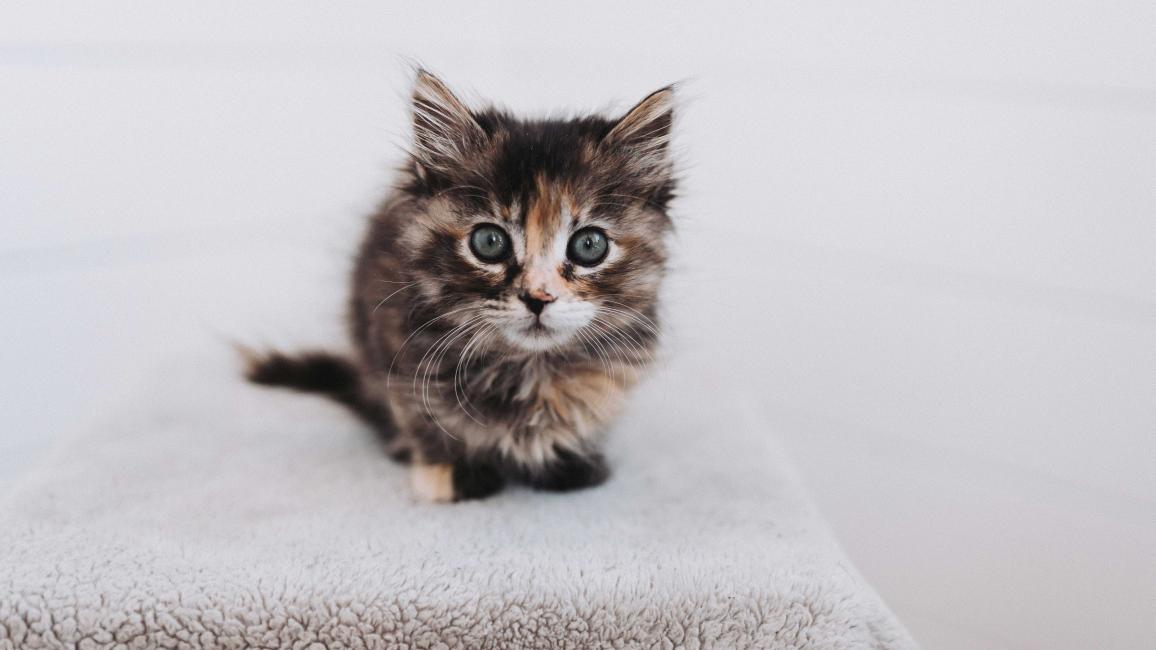 Smooches the kitten on a fuzzy blanket