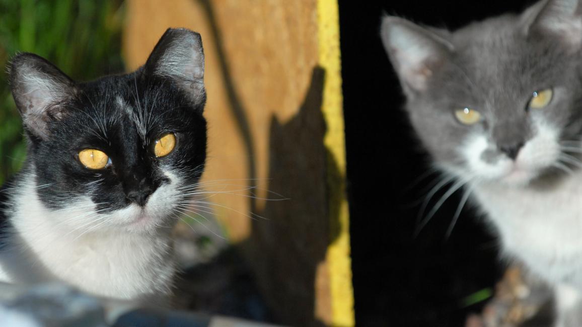 A black and white and a gray and white community cat with tipped ears