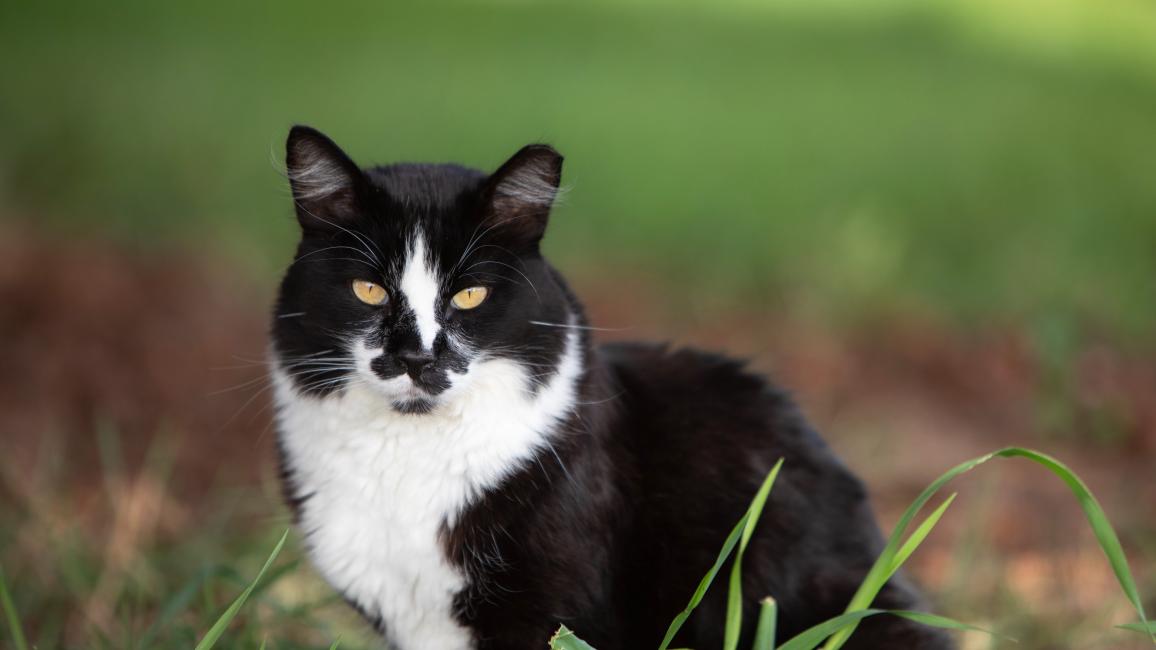 Black and white community cat with an eartip
