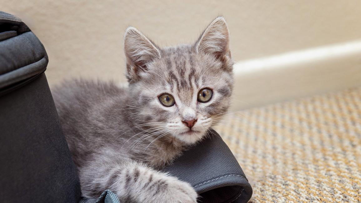 Gray kitten lying down on a strap
