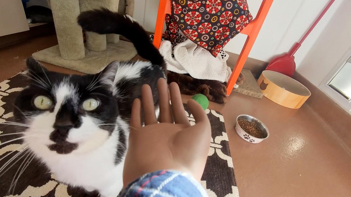 Starling the cat interacting with the Handy Hank artificial hand