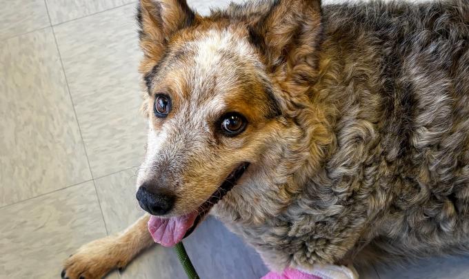 Steve the dog with a cast on one of his front legs