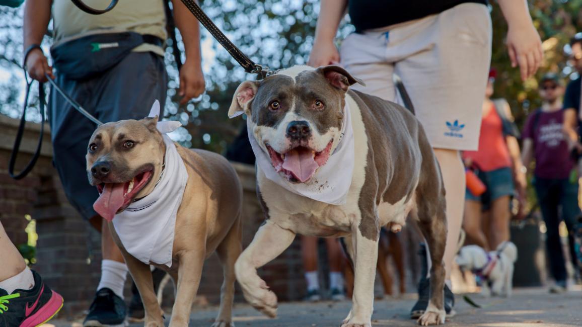 LA's largest fundraising dog walk returns to Exposition Park on October 20